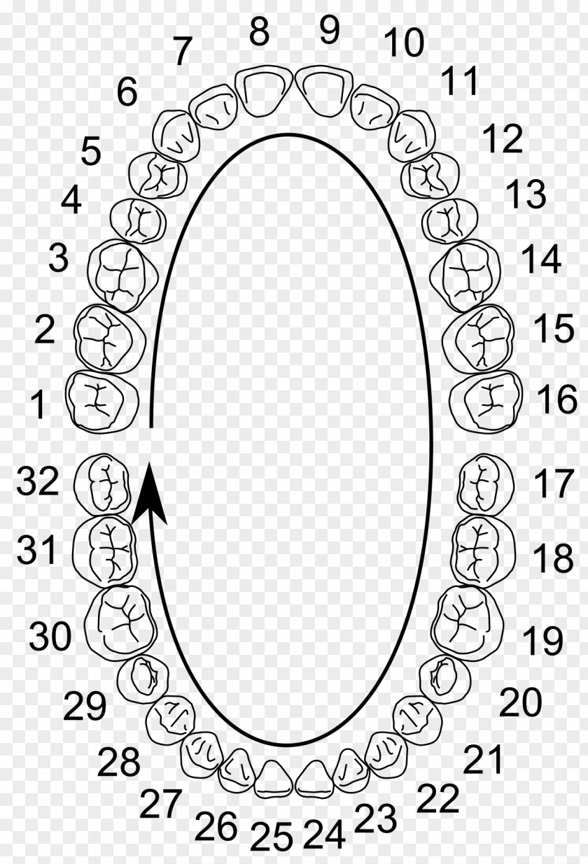 General Dentistry Universal Numbering System Human Tooth Dental Notation Anatomy PNG