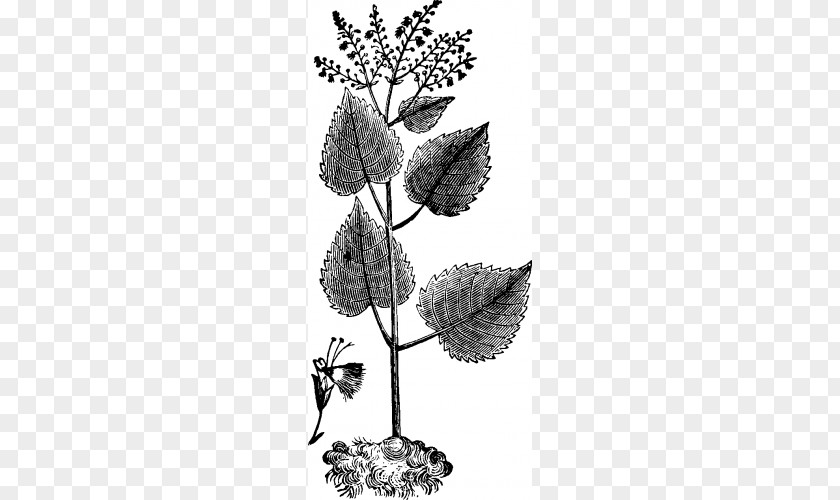 Herbs Drawing Twig Baptisia Tinctoria Flowering Plant /m/02csf PNG