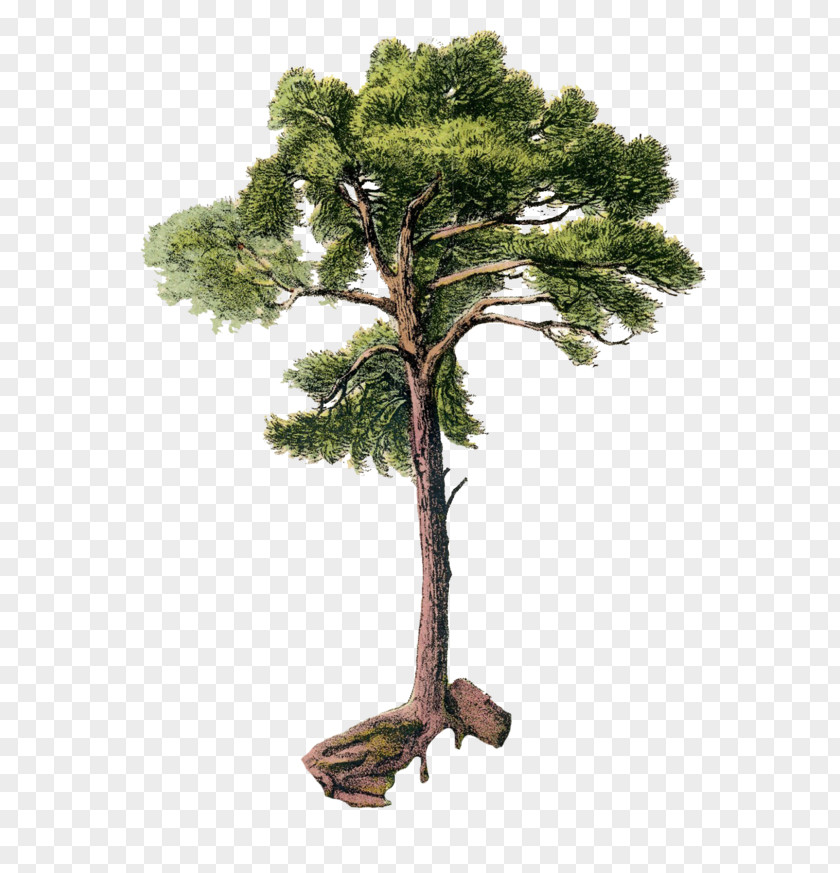 Tree Scots Pine Arecaceae Clip Art PNG