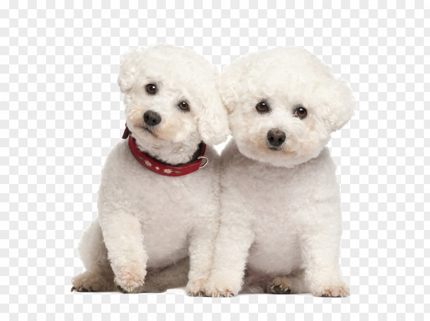 Twins Dog Miniature Poodle Bichon Frise Bolognese Border Collie PNG