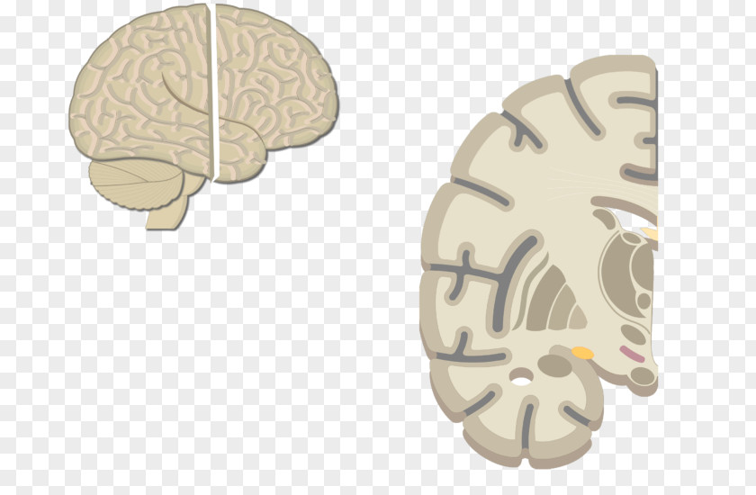 Brain Multipolar Neuron Motor Pyramidal Cell PNG