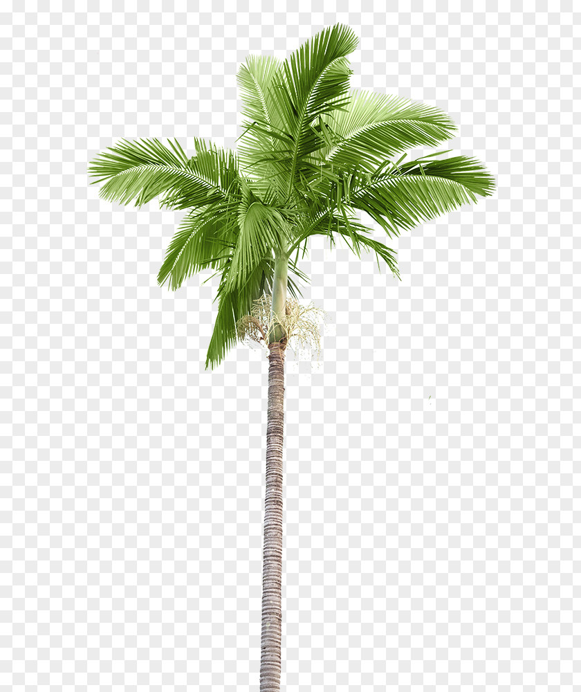 Coconut Arecaceae Stock Photography Palm Branch PNG