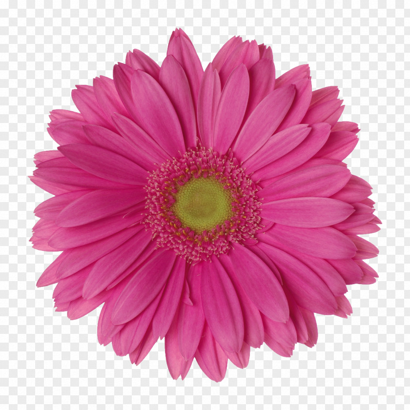 Flower Stock Photography Transvaal Daisy Pink Common Image PNG