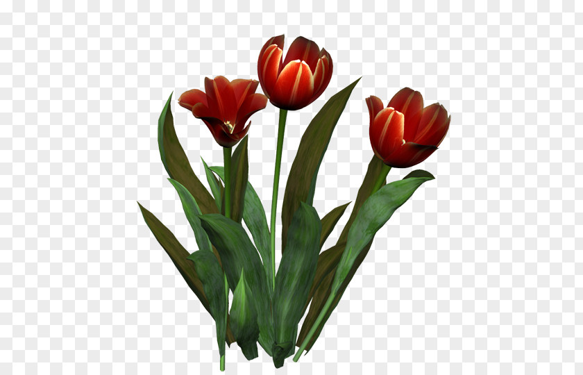 Tulip Flower Bouquet Cut Flowers Floristry PNG