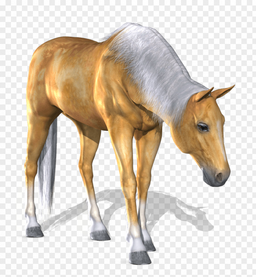 Horse Image Computer File PNG