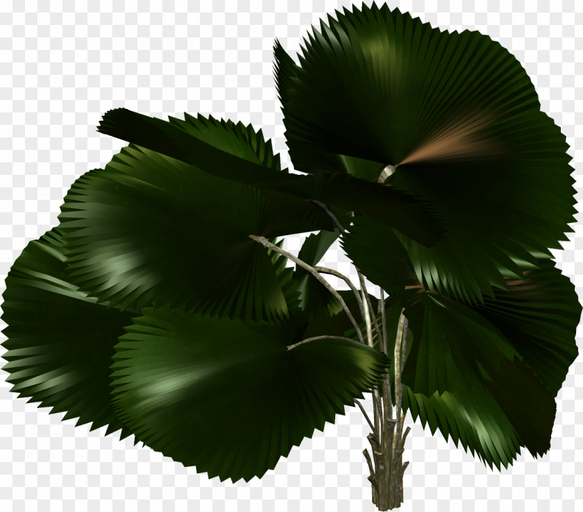 Palm Leaves Tree Plant Arecaceae Clip Art PNG
