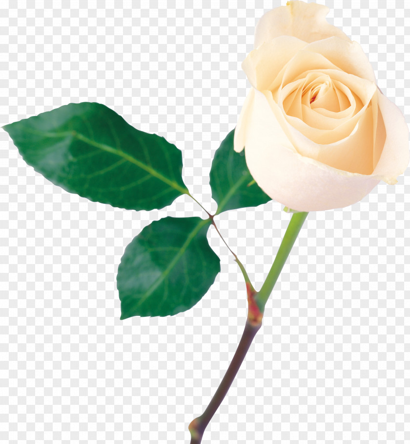 Rose Clip Art PNG