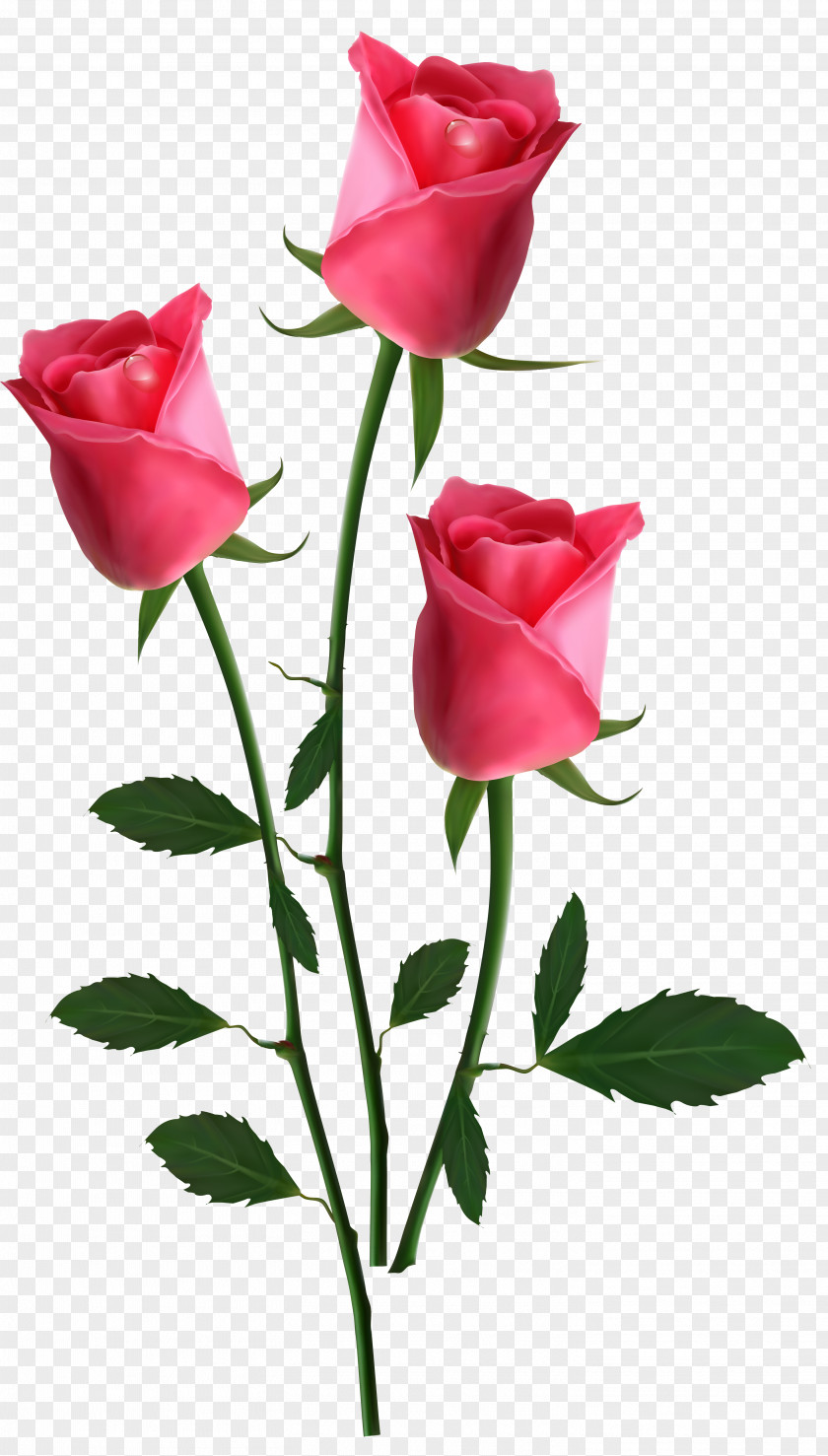 Beautiful Transparent Pink Roses Clipart Picture Flowers Rose PNG