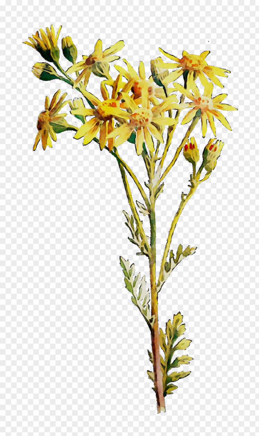 Cut Flowers Plant Stem Twig Flowering PNG