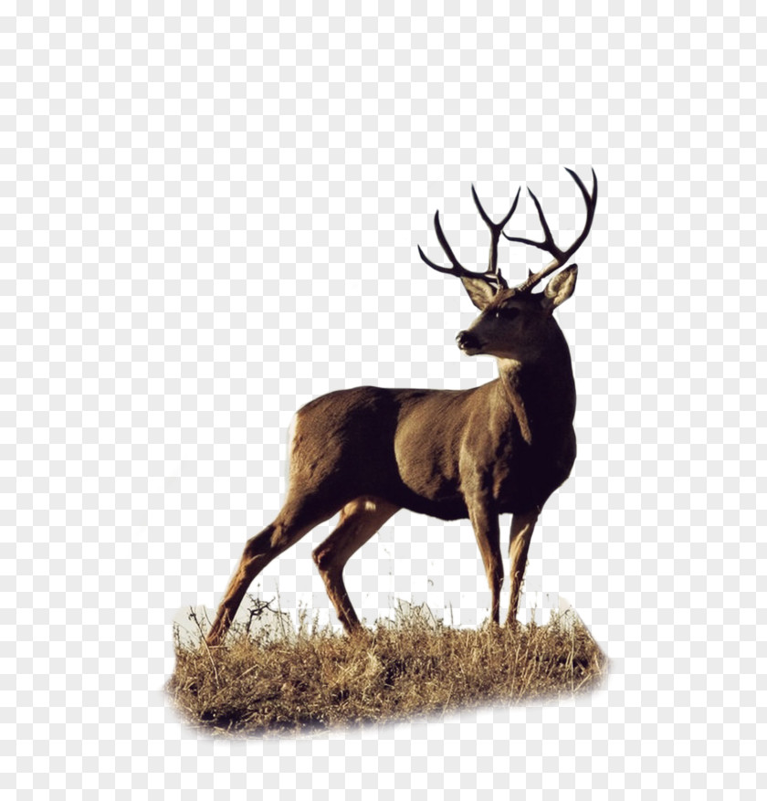 Deer Roe White-tailed Elk Mule PNG