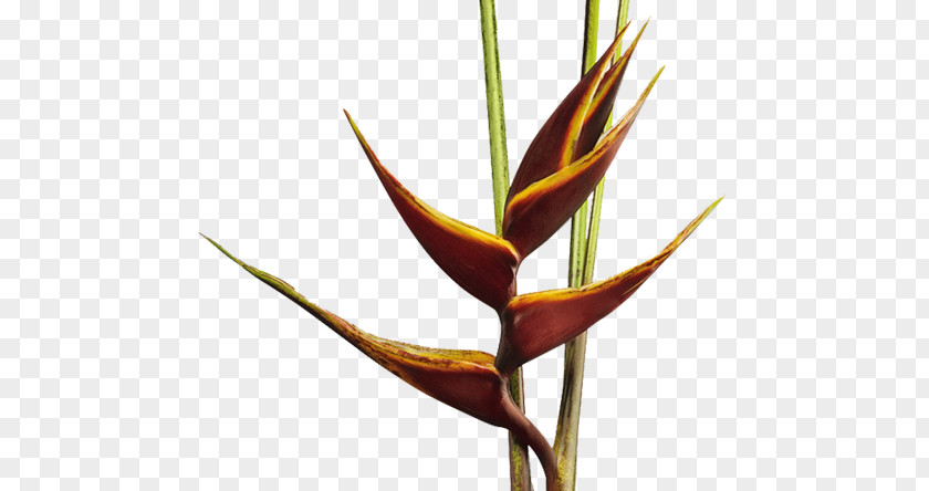 Flores Tropicales Heliconia Bihai Bird Of Paradise Flower Collinsiana False PNG