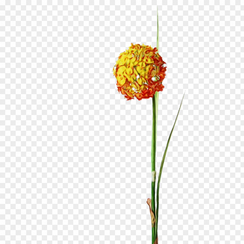 Lantana Tagetes Flowers Background PNG