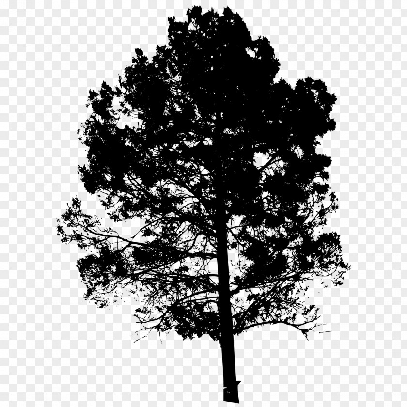 Arboles Silhouette Drawing PNG