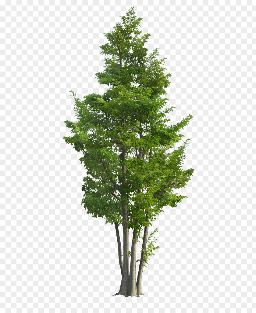 Tree Populus Nigra PNG