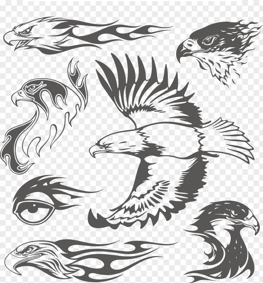 Vector Eagles Bald Eagle Illustration PNG