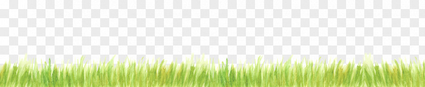 Leaf Desktop Wallpaper Grasses Sunlight Computer PNG