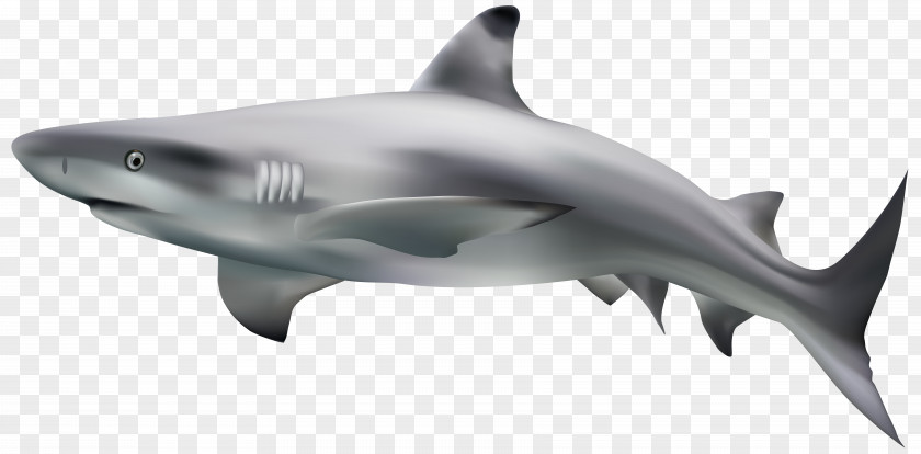 Shark Transparent Clip Art Image Goblin Eamon Bailey Nictitating Membrane Finning PNG