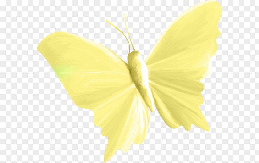 Yellow-green Butterfly Creative Green Yellow PNG