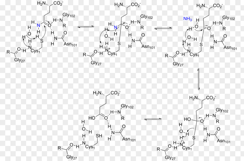 Amidophosphoribosyltransferase Glutamine Amidotransferase Glutaminase Phosphoribosyl Pyrophosphate Purine Metabolism PNG