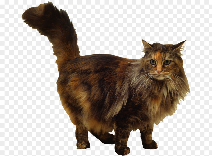 Kitten Maine Coon Whiskers Siamese Cat Domestic Short-haired PNG