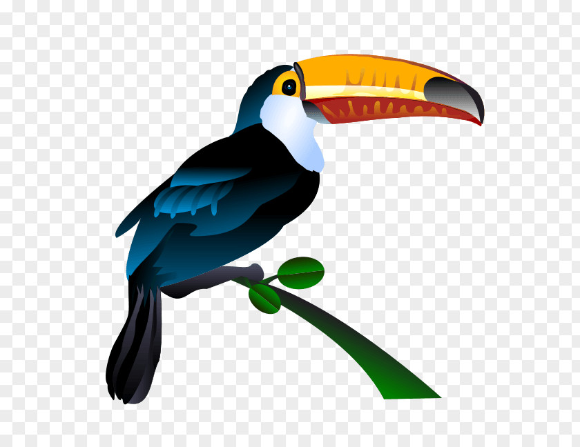 Parrot Toucan Bird Clip Art PNG