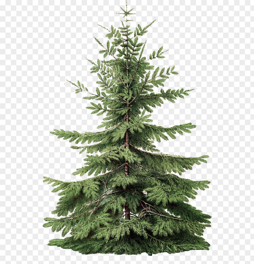 Roman Spruce Fir Christmas Pine Graphic Design PNG