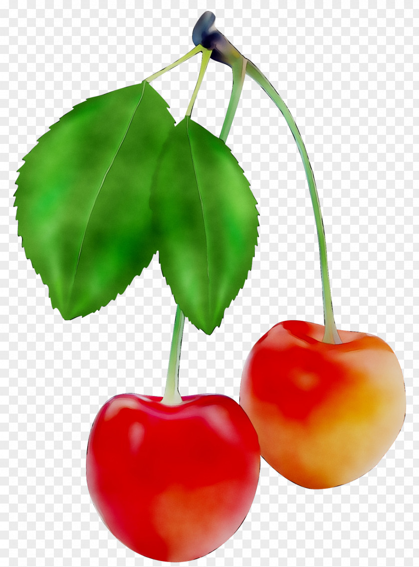 Barbados Cherry Superfood M / 0d Accessory Fruit PNG