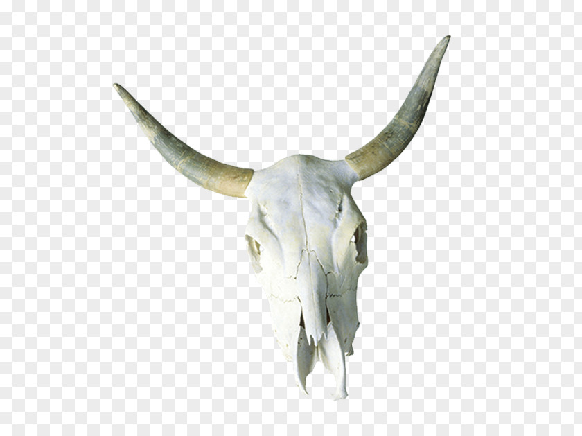 Bison Skull Cattle Horn Bone PNG