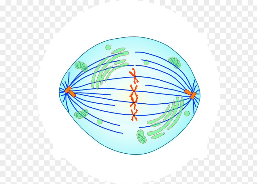 Chromosome Structure Metaphase Mitosis Prophase Anaphase Meiosis PNG