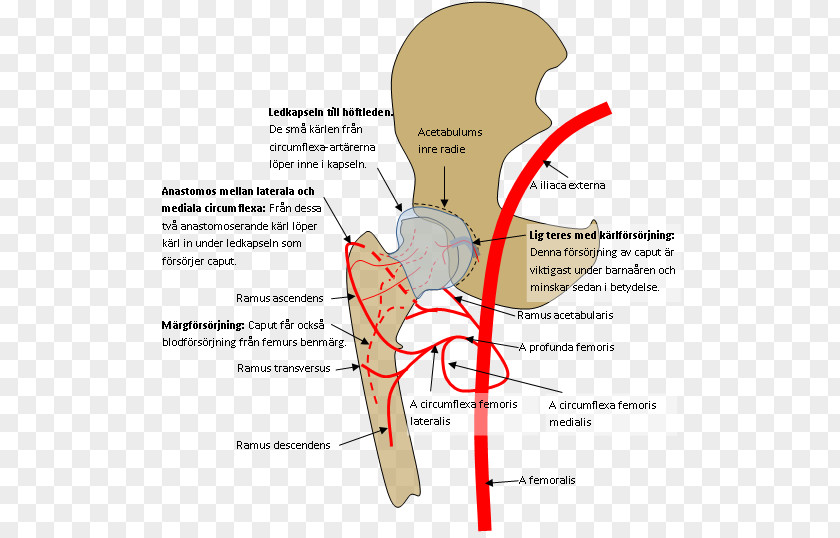 Collum Bone Fracture Hip Pertrochantäre Femurfraktur Superior Pubic Ramus Femoral PNG