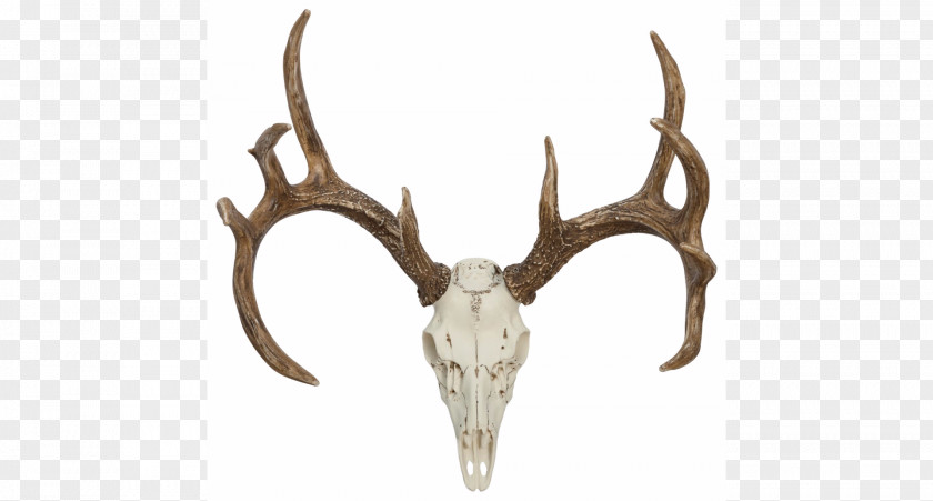 Deer Antlers White-tailed Antler Elk Horn PNG