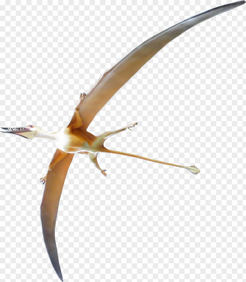 Dinosaur Archaeopteryx Rhamphorhynchus Pterosaurs Velociraptor PNG