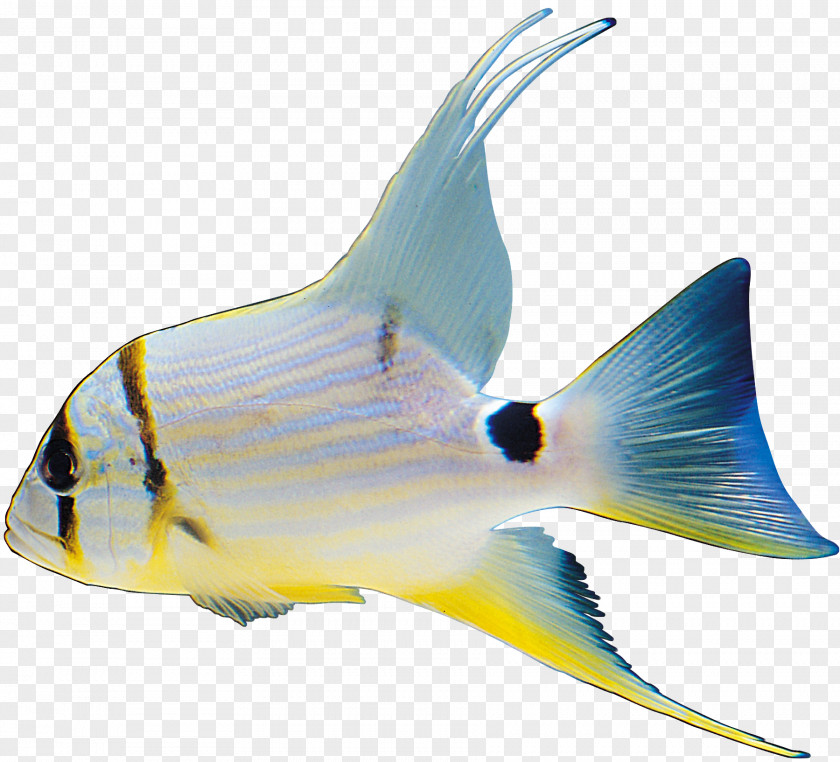 Fish Image File Formats Clip Art PNG