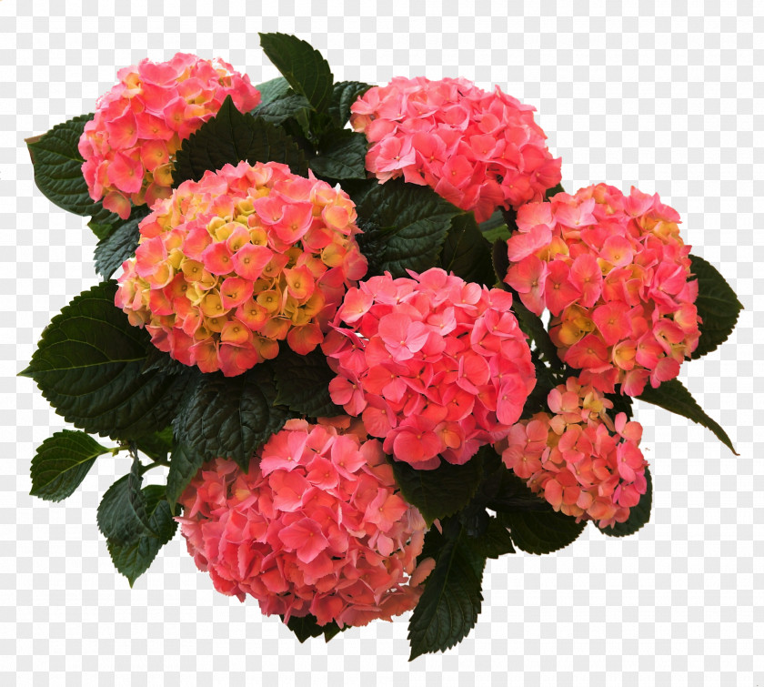 Hortensie French Hydrangea Plants Flower Shrub PNG