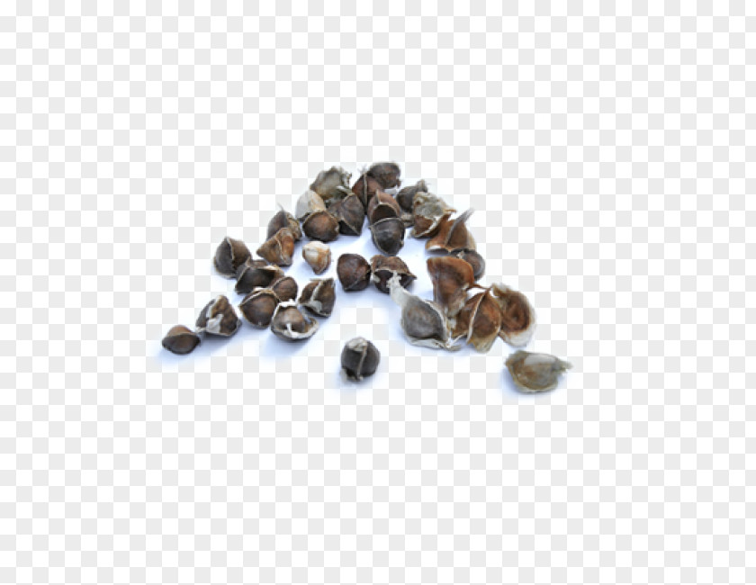 Moringa Drumstick Tree Ben Oil Essential Seed PNG