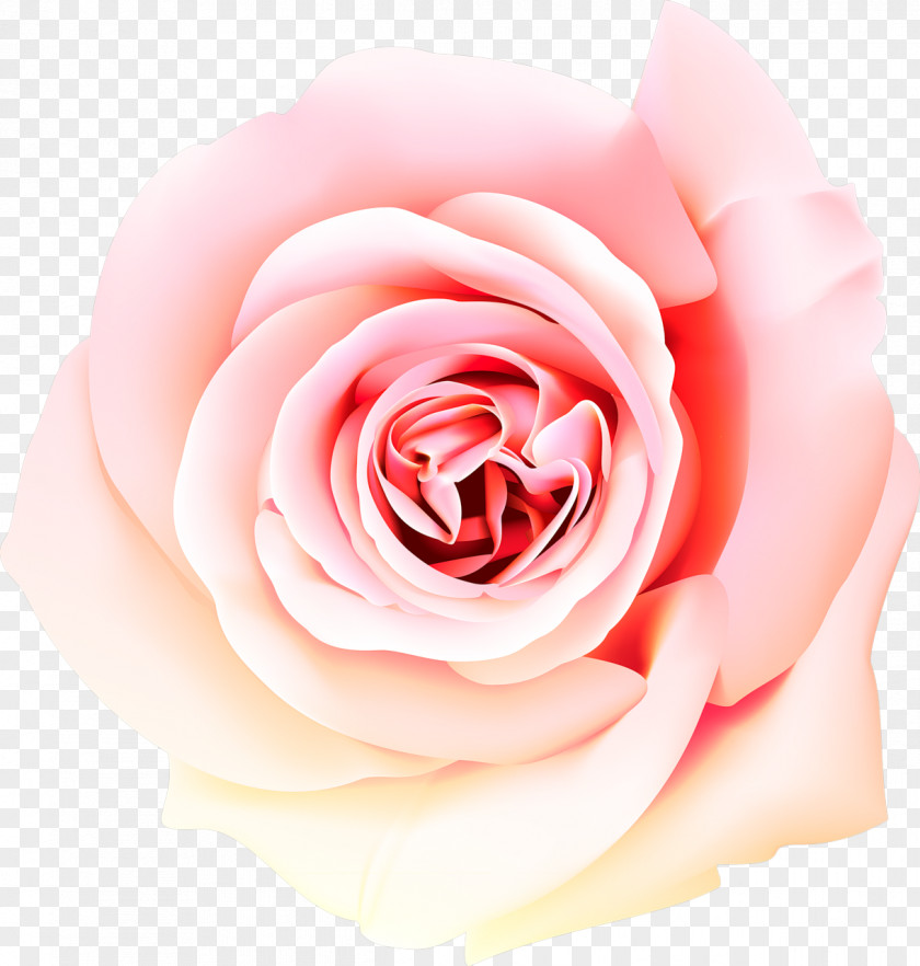 Perfume Desktop Wallpaper Beach Rose PNG