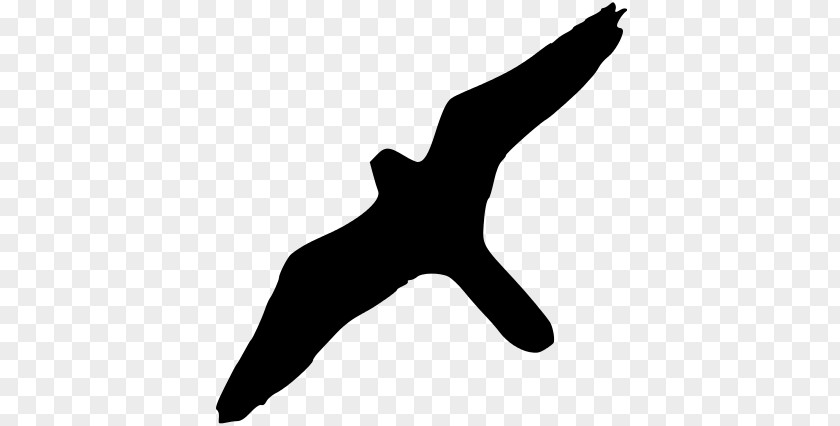 Bird Of Prey Peregrine Falcon Flight PNG