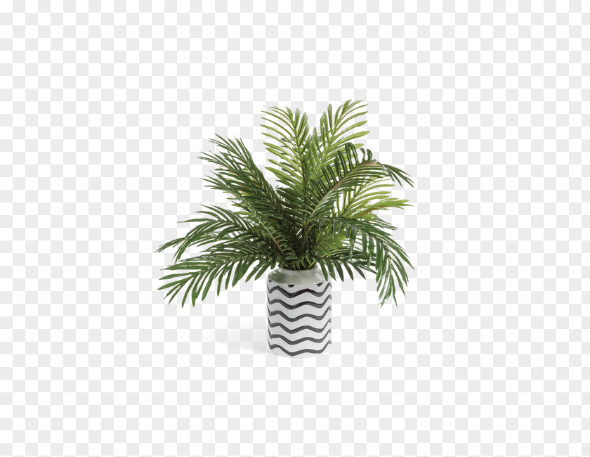 Date Palm Vase Arecaceae Flowerpot Houseplant PNG