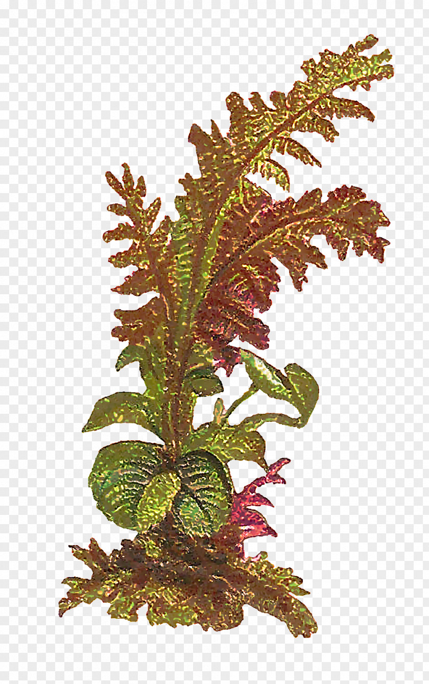 Houseplant Vascular Plant Fern PNG