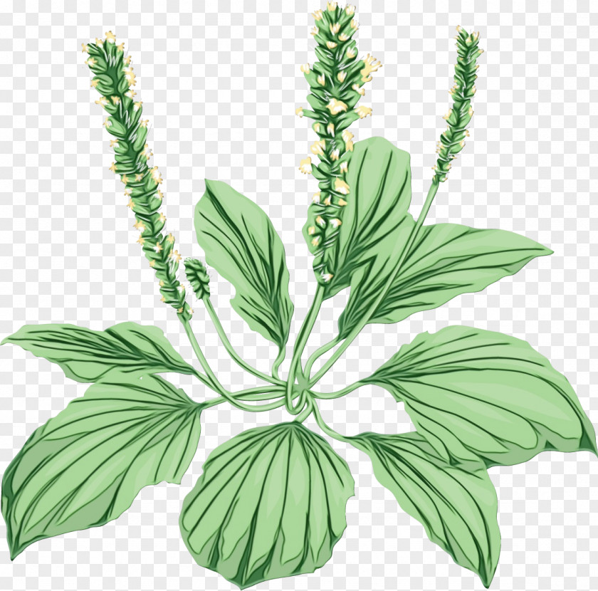 Motherwort Flower Herbal Medicine Leaf Plant Stem Plants PNG