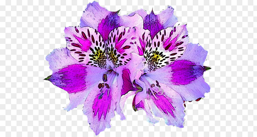 Purple Hibiscus Flower Lily Of The Incas Alstroemeria Pelegrina Botanical Illustration PNG