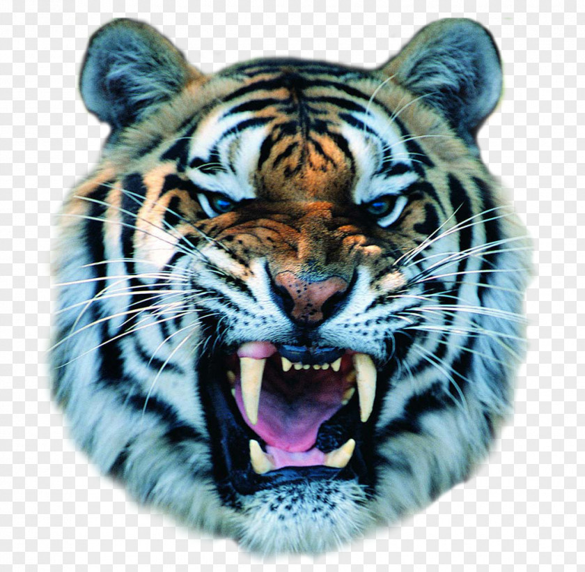 Tiger Cat Felidae Bengal Growling White PNG