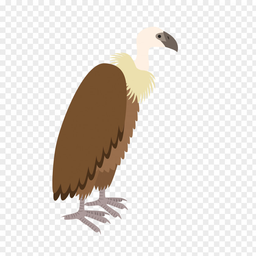 Vulture Bird Color Design Turkey Owl Eagle PNG