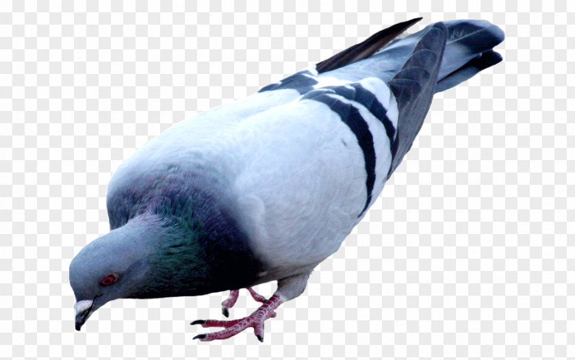 Bird Homing Pigeon Racing Homer Oriental Roller Fantail PNG