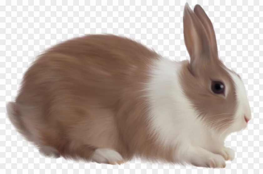 Brown Rabbit Free Clipart White PNG