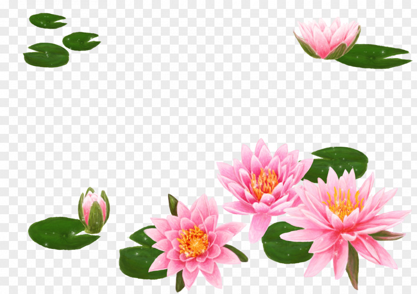 Korean Lotus Flower Nelumbo Nucifera Water Lily Lilium Wallpaper PNG