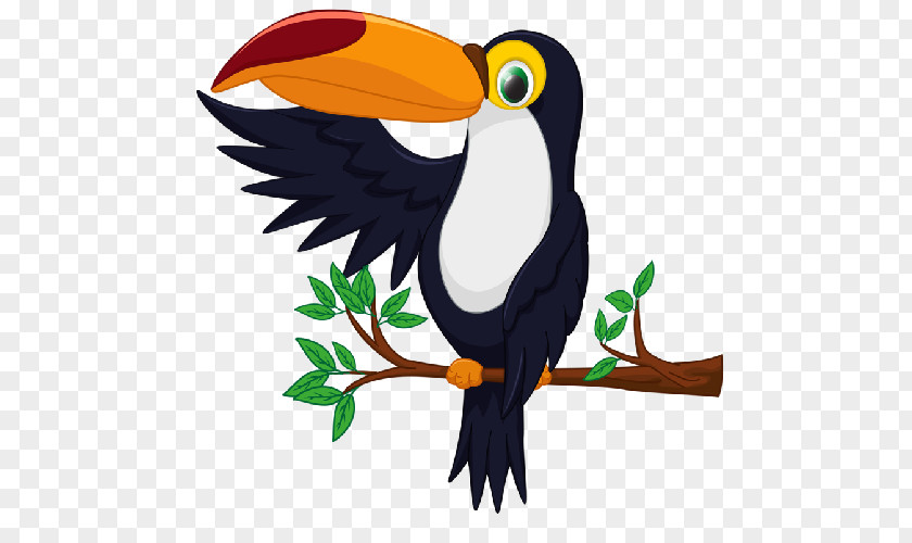 Toucan Bird Drawing PNG