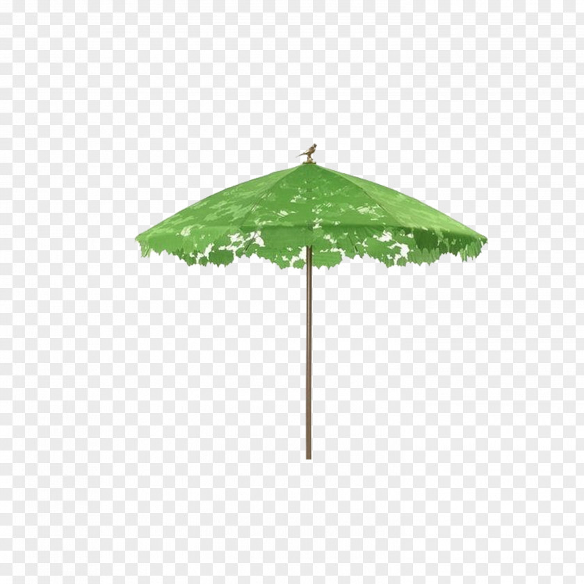 Umbrella Plant Droog Shade Auringonvarjo PNG