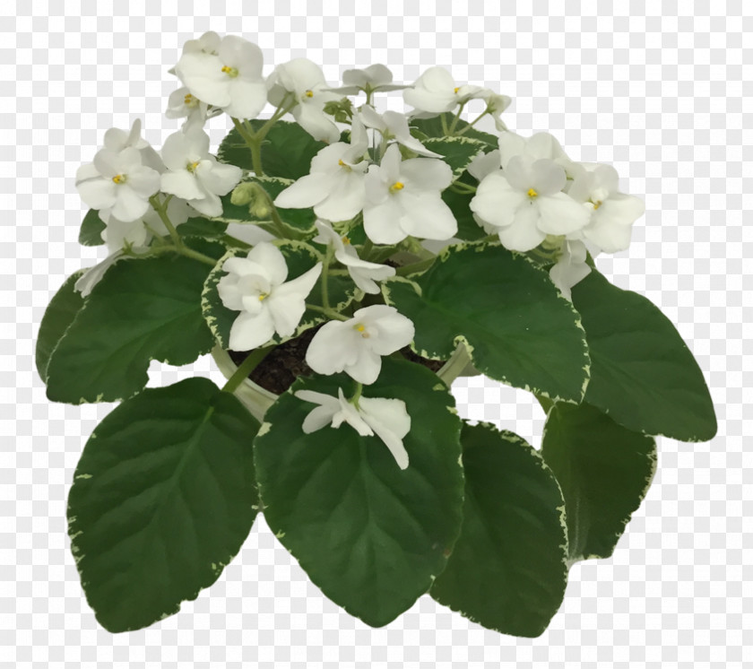 African Violets Hydrangea PNG