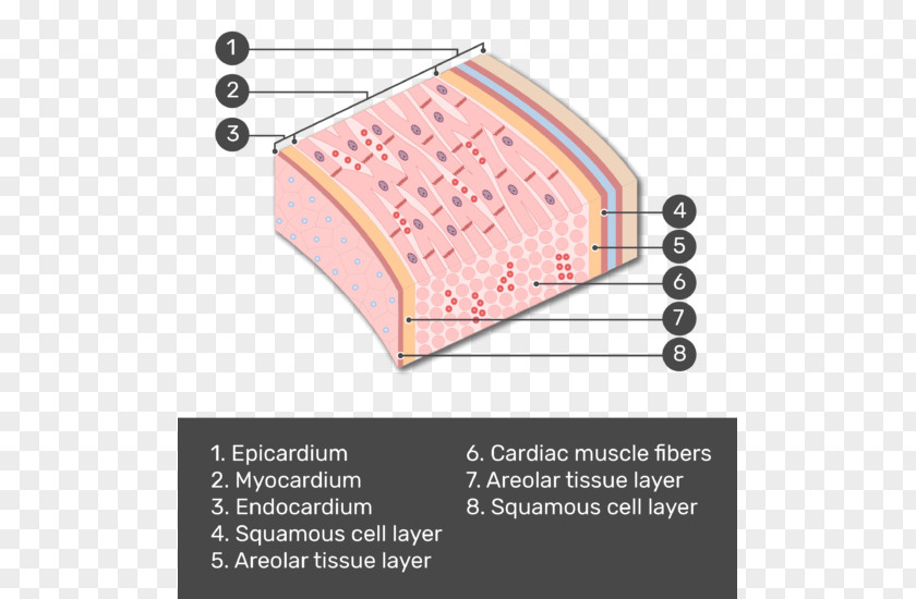 Aortic Endothelial Cells Posterior Compartment Of The Forearm Brachioradialis Pronator Teres Muscle PNG